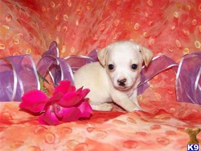 Rat Terrier Puppies for Sale